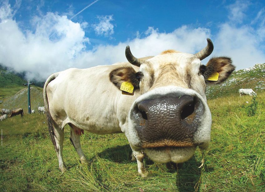 Foto MUCCA 50x35cm+2mm ORIZZONTALE SOGGETTI COMPLETI PRATO NEVOSO