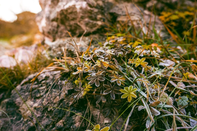 Foglie ed erba ricoperte da una sottile brina tra le rocce, nei colori dell’autunno
